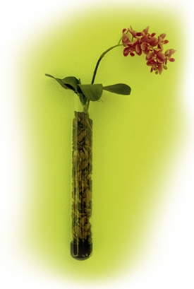 Orchid